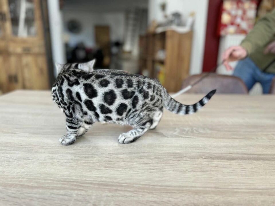 gallery-item